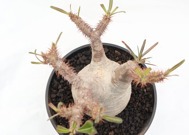 パキポディウム グラキリス no.88 | mana's farm:塊根植物・アガベ