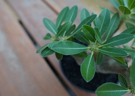 パキポディウム マカイエンセ　Pachypodium makayense　No.10