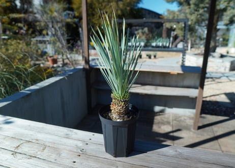 CATEGORY ユッカ | mana's farm:塊根植物・アガベ・ドライガーデン植物