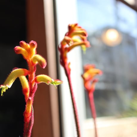 カンガルーポー | STORES