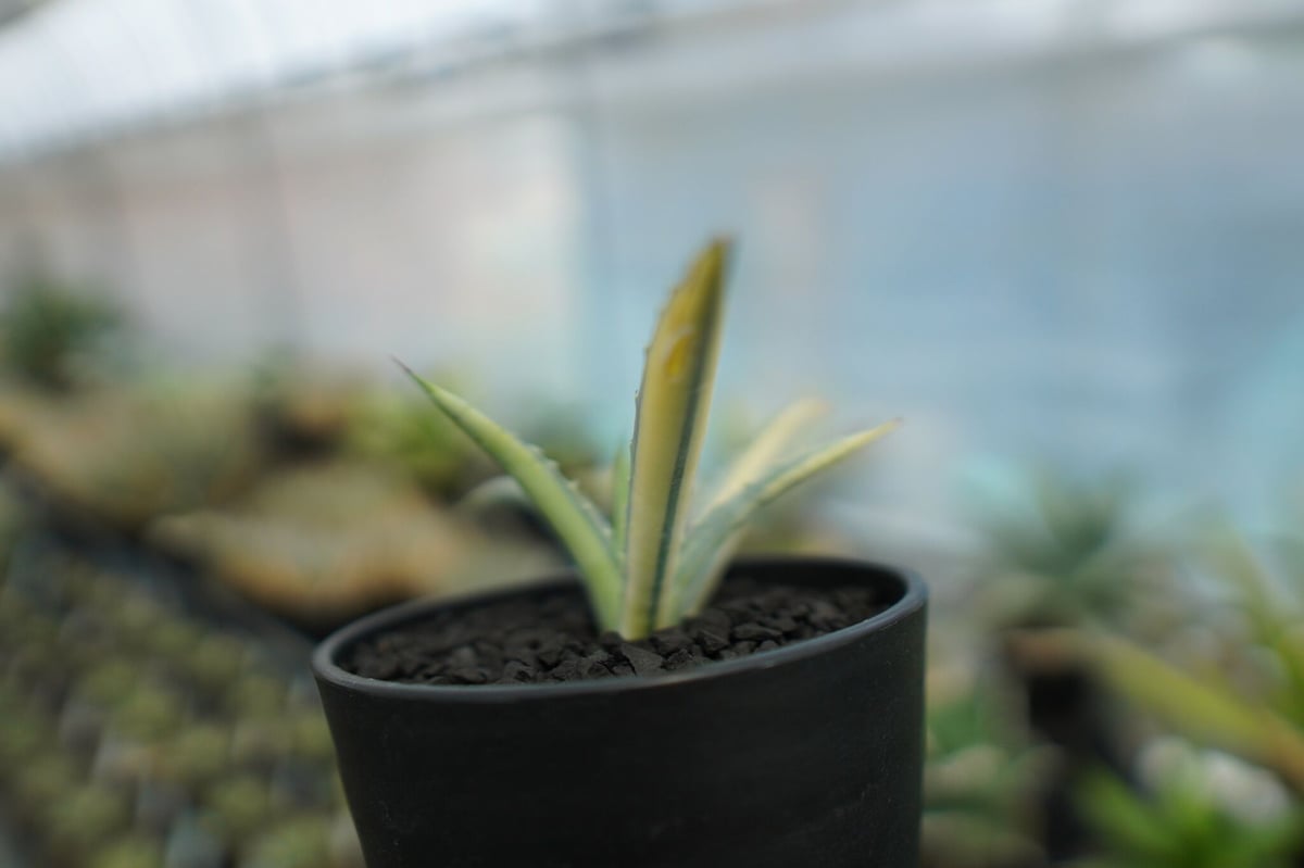 アガベ マクロアカンサ錦 Agave macroacantha variegata NO.1 アガベ マクロアカンサ錦 Agave macroacantha variegata NO.1