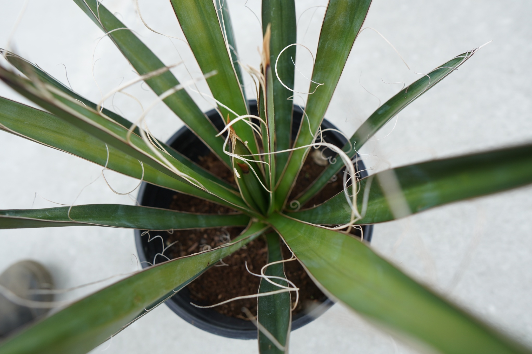 ユッカ カルネロサーナ Yucca carnerosana No.1 | mana's fa
