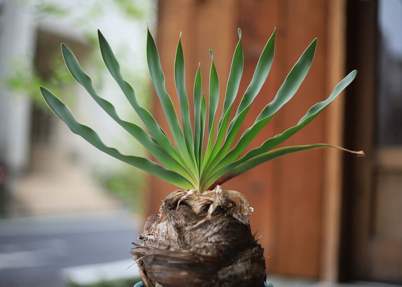 コーデックス　パキプス　塊根植物　球根植物　ブーファン　モンスターポッド コーデックス パキプス 塊根植物 球根植物 ブーファン モンスターポッド