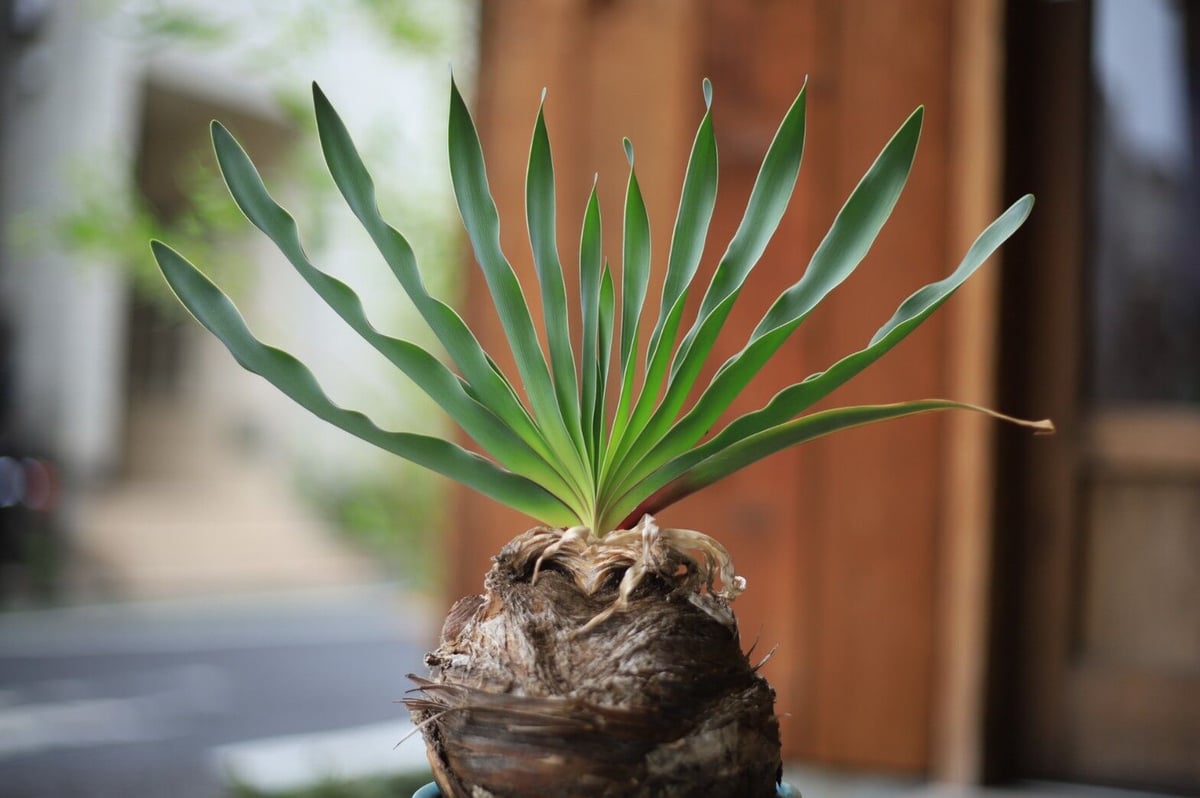 ブーファン Boophane | mana's farm:塊根植物・アガベ・ドライガーデン