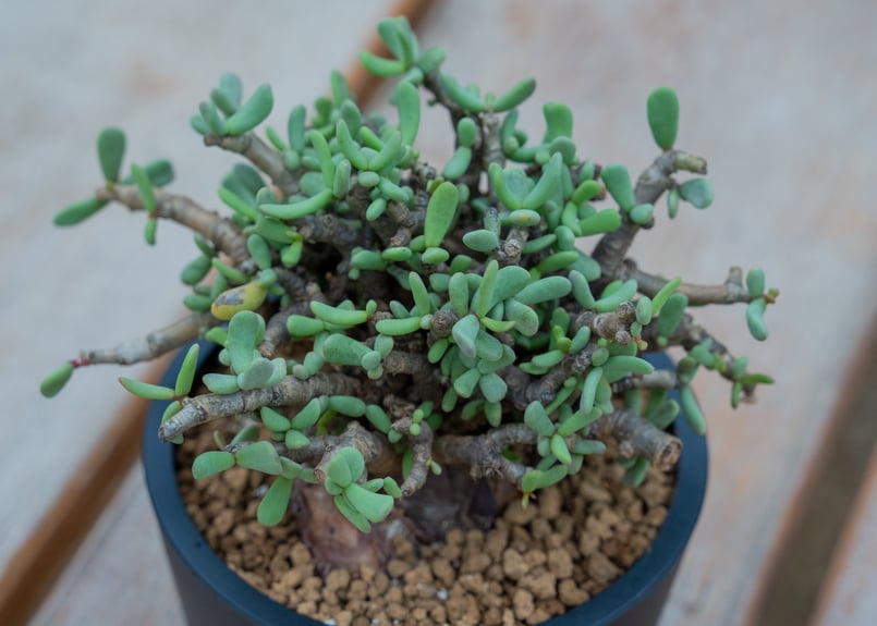 ケラリア ピグマエア | mana's green:塊根植物販売|マナズグリーン ケラリア ピグマエア | mana's green:塊根植物販売|マナズグリーン