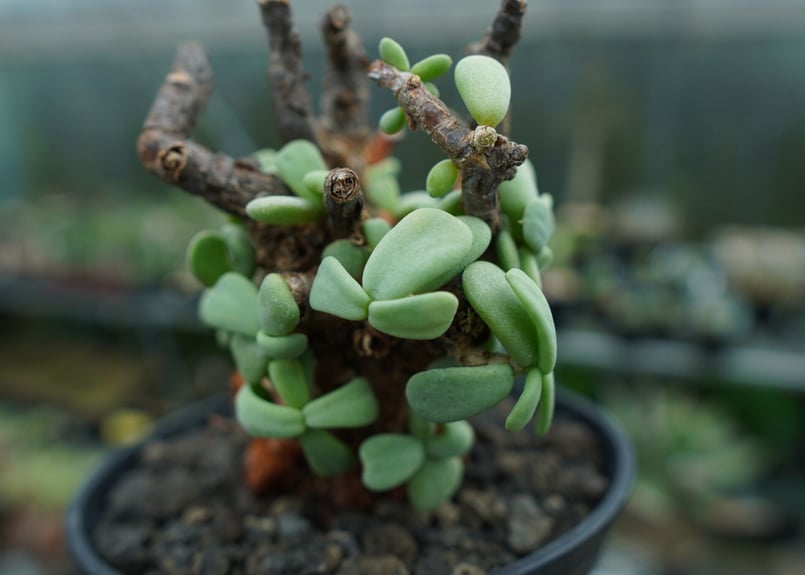 ケラリア ピグマエア Ceraria pygmaea No.3 | mana's farm:塊