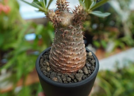 【発根管理中】パキポディウム　グラキリス　 Pachypodium Gracilius  No.7