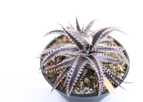 Dyckia  Gray Ops x HH