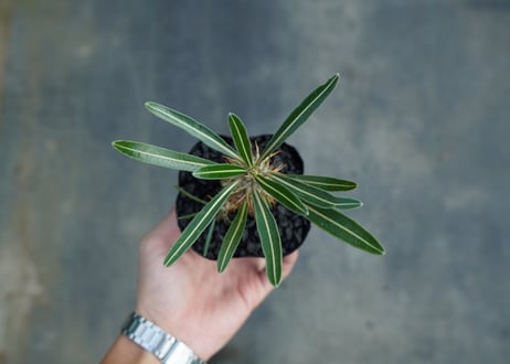 パキポディウム　カクチぺス　Pachypodium cactipes  No.2