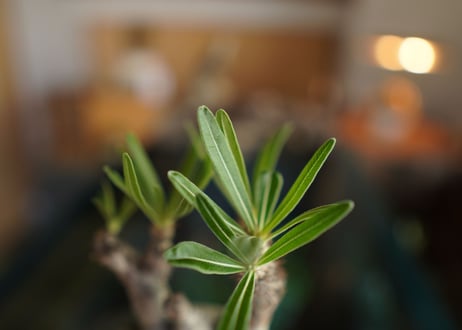 パキポディウム　グラキリス　 Pachypodium Gracilius