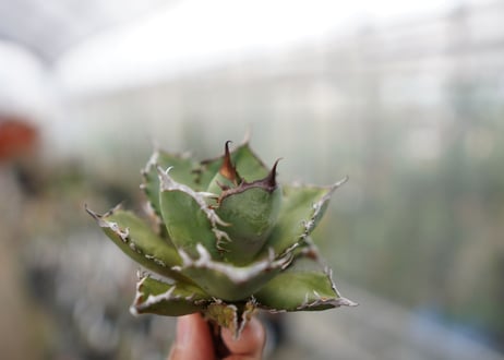 Agave Black fire F NO.4 (G)