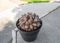 ダシリリオン ロンギシマム NO.2 fit=scale-down,w=1200