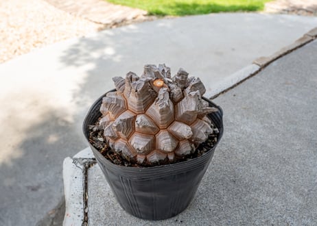 【長谷川園芸産】亀甲竜　Dioscorea elephantipes　５寸