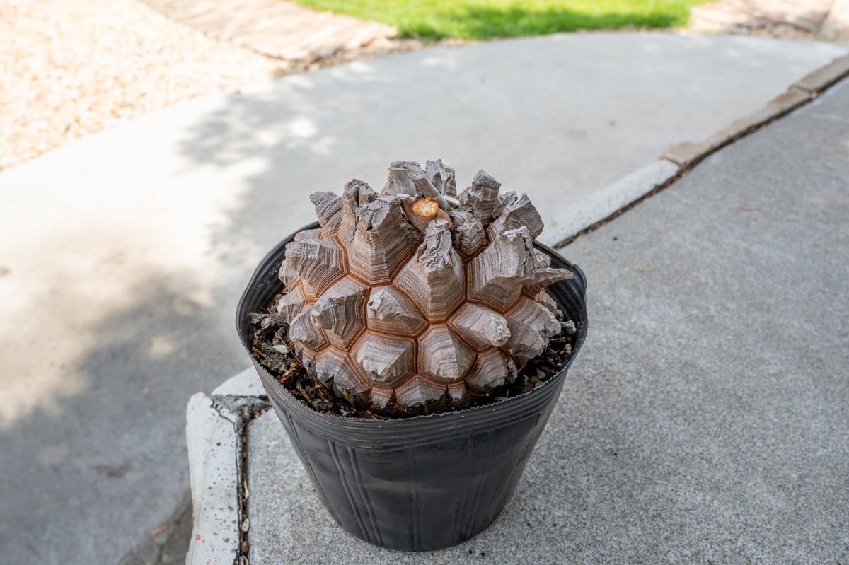 長谷川園芸産】亀甲竜 Dioscorea elephantipes 5寸 | mana's