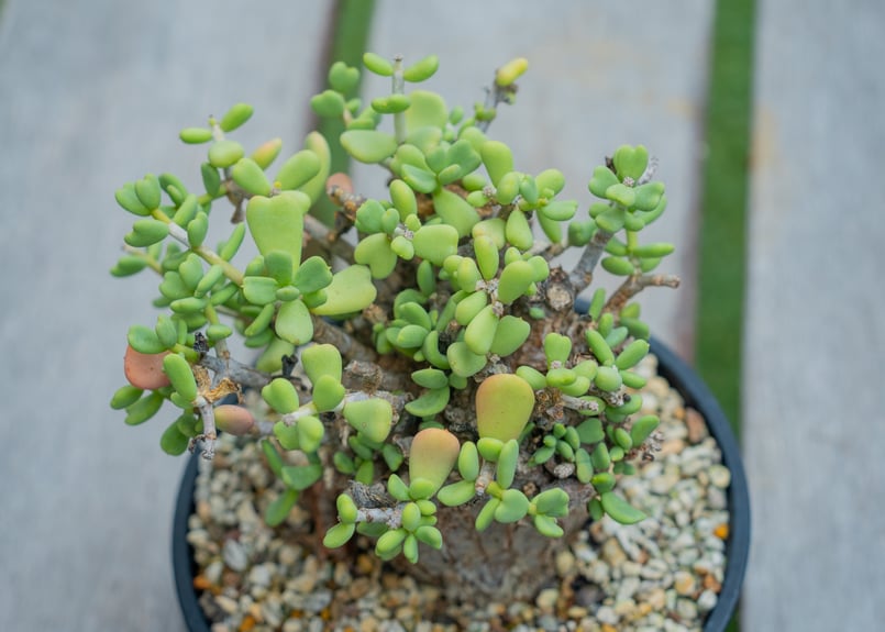 ケラリア ピグマエア | mana's farm:塊根植物・アガベ・ドライガーデン