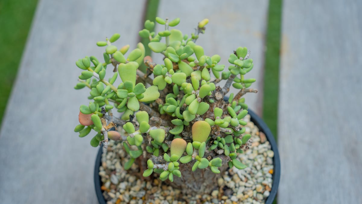 ケラリア ピグマエア | mana's farm:塊根植物・アガベ・ドライガーデン