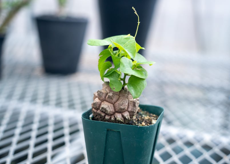 亀甲竜 No.5 | mana's farm:塊根植物・アガベ・ドライガーデン植物販売