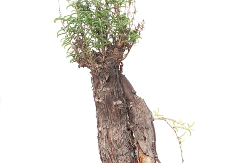 メストクレマ　ツベローサム