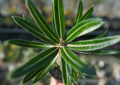 パキポディウム　カクチぺス　Pachypodium cactipes