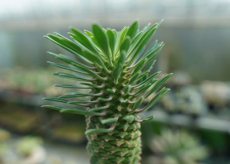 ユーフォルビア　ソテツキリン "パイナップルコーン"　Euphorbia sotetsukirin  No.1