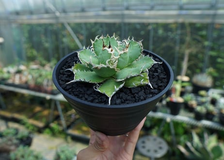 アガベ　チタノタ　フィリグリー　agave titanota filigree　No.2