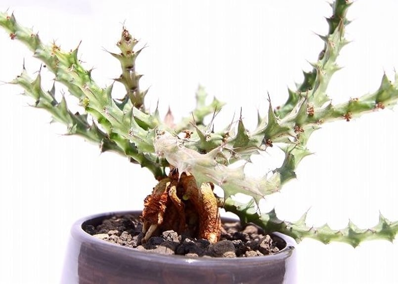 ユーフォルビア フルカタ | mana's farm:塊根植物・アガベ・ドライ