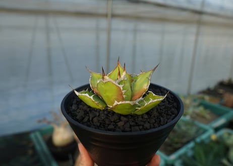 アガベ　チタノタ　Agave titanota　No.4