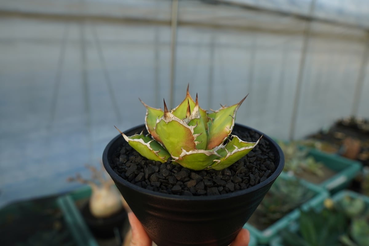 アガベ チタノタ Agave titanota No.4 | mana's farm:塊根植物