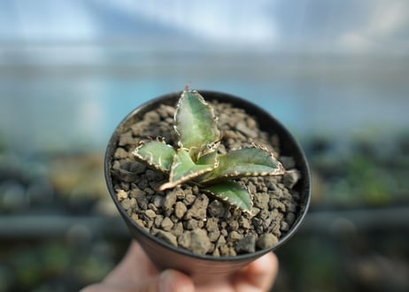 アガベ オテロイ オアハカ agave oteroi oaxaca