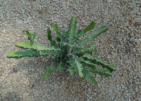 ユーフォルビア　オオマトイ  Euphorbia  triangularis
