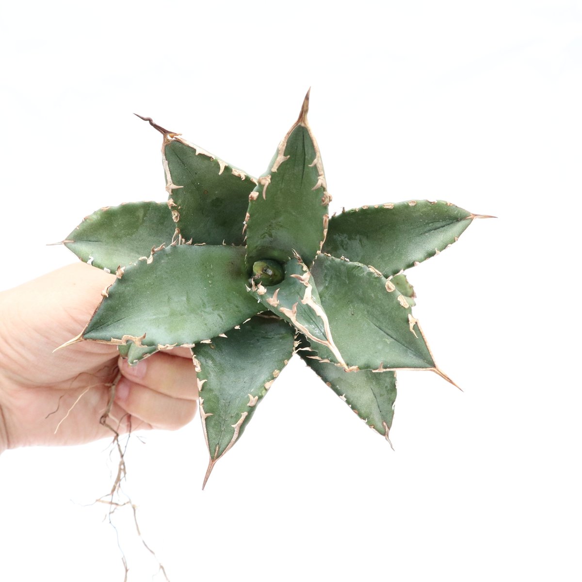 Agave titanota 'FO-76 teeth on back of leaf clo