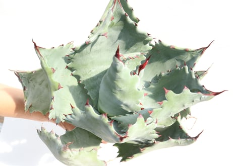 Agave colorata
