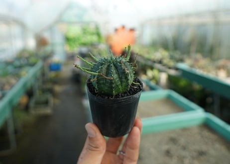 ユーフォルビア　スーパーバリダ　Euphorbia super valida  No.6