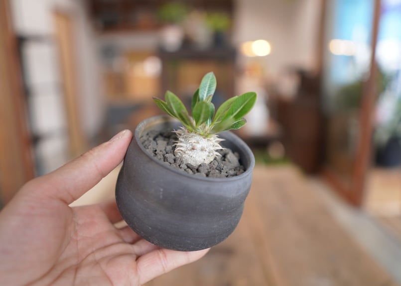 超まん丸ボディ デンシカウレ 塊根植物 球状塊根 デンシカウレの葉