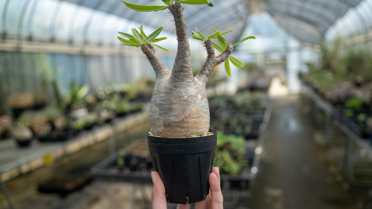 アガベ 、パキポディウム、デュオーン、16株セット アガベ 、パキポディウム、デュオーン、16株セット