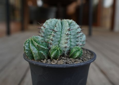 ユーフォルビア　ホリダ　Euphorbia horrida