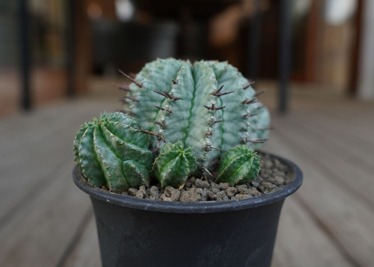 ユーフォルビア ホリダ Euphorbia horrida | mana's farm:塊根植