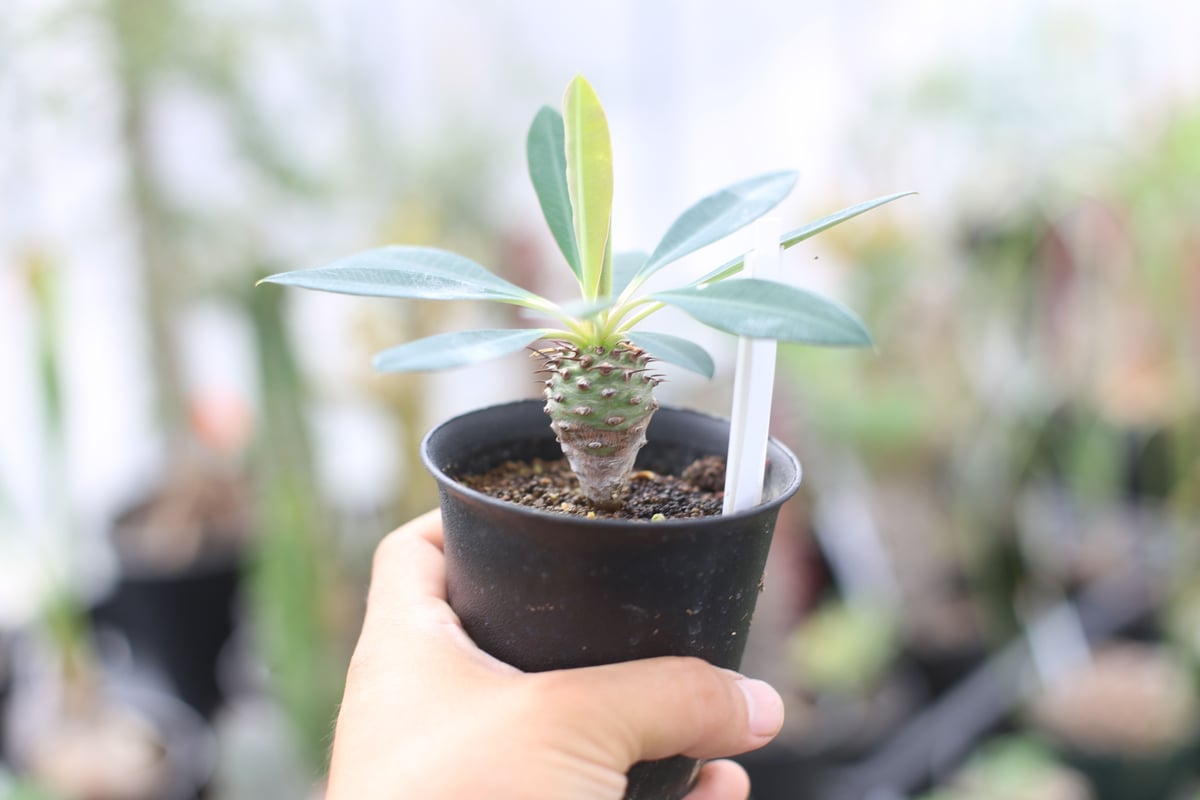 ユーフォルビア パキポディオイデス 種子 20粒 【公式通販】