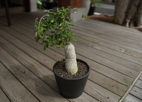 フォッケア　エデュリス　火星人　Fockea edulis