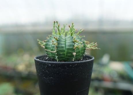 ユーフォルビア　バリダ　Euphorbia valida　No.3