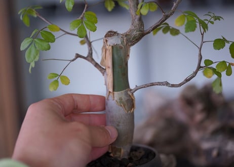 Bursera fagaroides