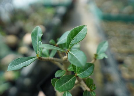 アデニウム　Adenium　No.11