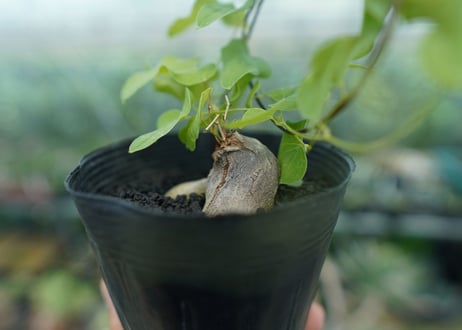 ディオスコレア　シルバティカ　Dioscorea sylvatica No.2
