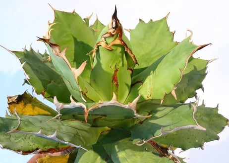 Agave titanota FO-76