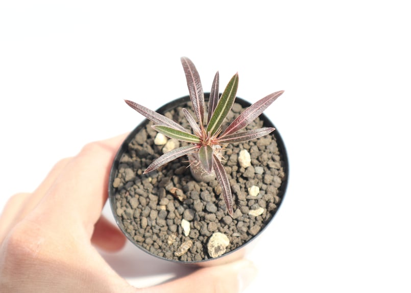 カクチペス　パキポディウム　塊根　実生 パキポディウム カクチペス 実生 №2 | mana's farm:塊根植物