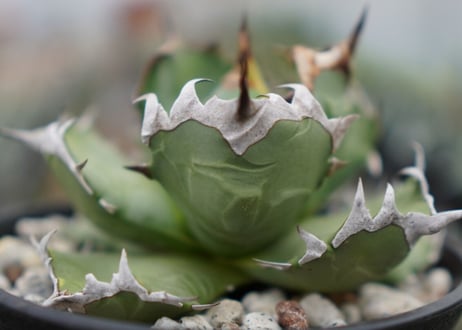 Agave titanota dwarf 姫厳龍 A NO.2