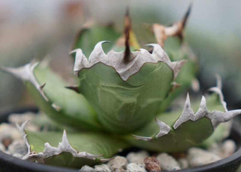 Agave titanota dwarf 姫厳龍 A NO.2 | mana's farm:塊