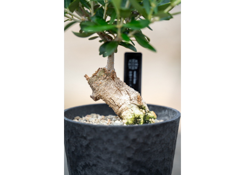 ボンボネロ　カーキ　盆栽フィン付き 盆栽 オリーブ 根上がり】 ネバディロブランコ | mana's farm:塊根植物