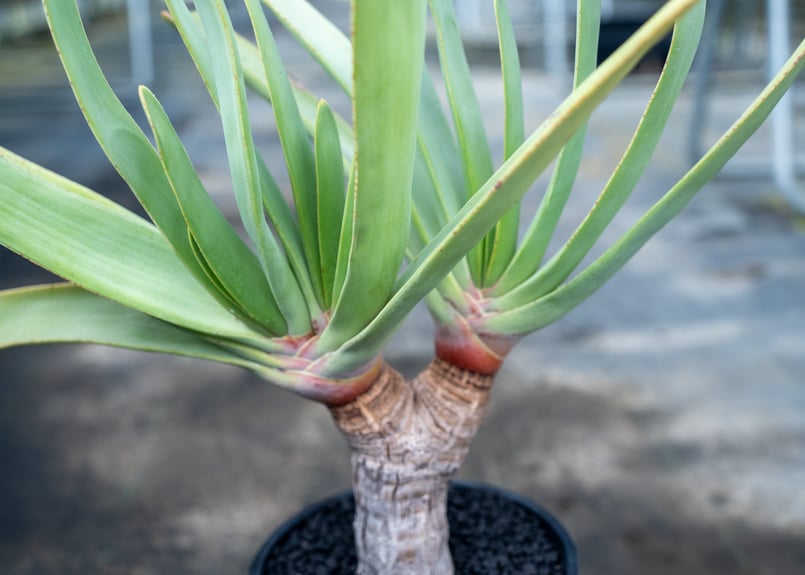 アロエ プリカティリス | mana's farm:塊根植物・アガベ・ドライ