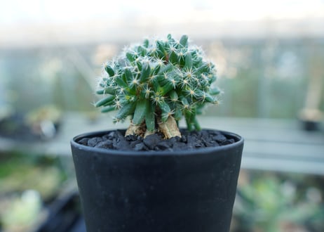 トリコディアデマ　デンサム　Trichodiadema densum  No.2